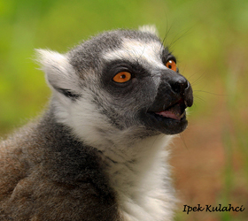 Ipek Kulahci-Lemur vocalization